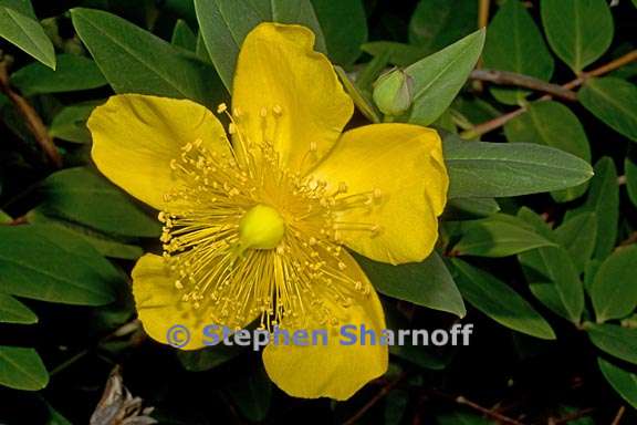 hypericum patulum 2 graphic